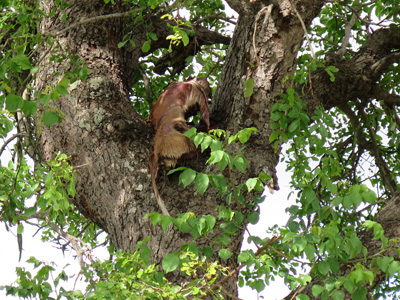 Leopard prey left in a tree, Kruger, South Africa 2013
